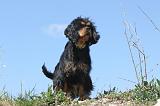 CAVALIER KING CHARLES 187